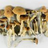Buy Alacabenzi Mushrooms Online